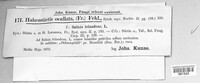 Pezicula ocellata image